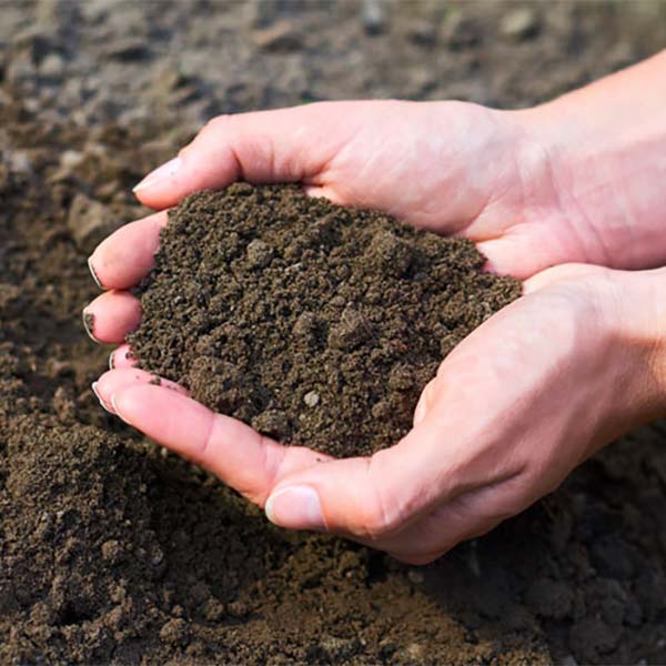 Loose Soil from Royce Lawn Turf